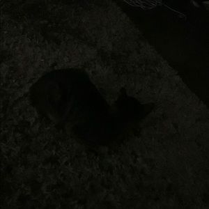 Meet your Posher, Owen